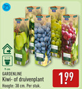 klik op dit plaatje voor een vergroting en voor vergelijkbare aanbiedingen gerelateerd aan ` 9 10 gardenline gardening garden cm kiwidecor hoogte stuk sim ` 9 10 gardenline gardening garden cm kiwidecor hoogte stuk sim