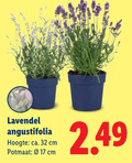 klik op dit plaatje voor een vergroting en voor vergelijkbare aanbiedingen gerelateerd aan ` lavendel 17 32 angustifolia hoogte ca. cm potmaat ` lavendel 17 32 angustifolia hoogte ca. cm potmaat