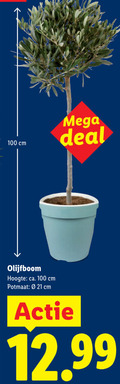 klik op dit plaatje voor een vergroting en voor vergelijkbare aanbiedingen gerelateerd aan ` olijfboom 100 cm mega deal hoogte ca. potmaat ` olijfboom 100 cm mega deal hoogte ca. potmaat