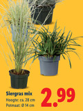 klik op dit plaatje voor een vergroting en voor vergelijkbare aanbiedingen gerelateerd aan ` siergras 14 28 mix hoogte ca. cm potmaat ` siergras 14 28 mix hoogte ca. cm potmaat
