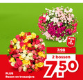 klik op dit plaatje voor een vergroting en voor vergelijkbare aanbiedingen gerelateerd aan ` anjers rozen 2 750 trosanjers mix bossen ` anjers rozen 2 750 trosanjers mix bossen