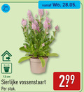 klik op dit plaatje voor een vergroting en voor vergelijkbare aanbiedingen gerelateerd aan ` 12 cm sierlijke vossenstaart stuk ` 12 cm sierlijke vossenstaart stuk
