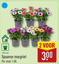 klik op dit plaatje voor een vergroting en voor vergelijkbare aanbiedingen gerelateerd aan ` margrieten 2 300 cm spaanse margriet stuk ` margrieten 2 300 cm spaanse margriet stuk
