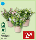 klik op dit plaatje voor een vergroting en voor vergelijkbare aanbiedingen gerelateerd aan ` perkplanten 12 ever cm angelonia stuk ` perkplanten 12 ever cm angelonia stuk