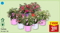 klik op dit plaatje voor een vergroting en voor vergelijkbare aanbiedingen gerelateerd aan ` fuchsia 2 12 300 cm stuk ` fuchsia 2 12 300 cm stuk