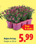 klik op dit plaatje voor een vergroting en voor vergelijkbare aanbiedingen gerelateerd aan ` 6 20 tray stuks anjers hoogte ca. cm 5.99 ` 6 20 tray stuks anjers hoogte ca. cm 5.99