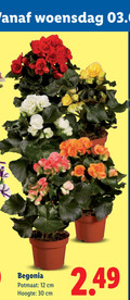klik op dit plaatje voor een vergroting en voor vergelijkbare aanbiedingen gerelateerd aan ` 12 30 woensdag begonia potmaat cm hoogte ` 12 30 woensdag begonia potmaat cm hoogte