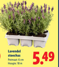 klik op dit plaatje voor een vergroting en voor vergelijkbare aanbiedingen gerelateerd aan ` 6 18 lavendel stoechas potmaat cm hoogte ` 6 18 lavendel stoechas potmaat cm hoogte