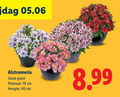 klik op dit plaatje voor een vergroting en voor vergelijkbare aanbiedingen gerelateerd aan ` 19 40 vaste plant potmaat cm hoogte ` 19 40 vaste plant potmaat cm hoogte
