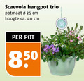 klik op dit plaatje voor een vergroting en voor vergelijkbare aanbiedingen gerelateerd aan ` 25 40 scaevola hangpot trio potmaat cm hoogte ca. pot lips ` 25 40 scaevola hangpot trio potmaat cm hoogte ca. pot lips