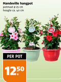 klik op dit plaatje voor een vergroting en voor vergelijkbare aanbiedingen gerelateerd aan ` 25 40 hangpot potmaat cm hoogte ca. pot lips ` 25 40 hangpot potmaat cm hoogte ca. pot lips