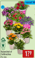 klik op dit plaatje voor een vergroting en voor vergelijkbare aanbiedingen gerelateerd aan ` kalanchoe calibrachoa 12 10 5 cm stuk ` kalanchoe calibrachoa 12 10 5 cm stuk