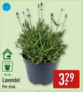 klik op dit plaatje voor een vergroting en voor vergelijkbare aanbiedingen gerelateerd aan ` lavendel 15 cm stuk ` lavendel 15 cm stuk
