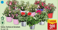 klik op dit plaatje voor een vergroting en voor vergelijkbare aanbiedingen gerelateerd aan ` fuchsia geranium 2 12 300 cm salvia stuk ` fuchsia geranium 2 12 300 cm salvia stuk