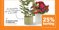 klik op dit plaatje voor een vergroting en voor vergelijkbare aanbiedingen gerelateerd aan ` begonia 1 2 25 combinatie bloempotten betulia stephanotis actieprijs ` begonia 1 2 25 combinatie bloempotten betulia stephanotis actieprijs