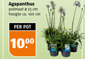 klik op dit plaatje voor een vergroting en voor vergelijkbare aanbiedingen gerelateerd aan ` tuinplanten 23 100 1000 agapanthus potmaat cm hoogte ca. pot ` tuinplanten 23 100 1000 agapanthus potmaat cm hoogte ca. pot