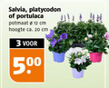 klik op dit plaatje voor een vergroting en voor vergelijkbare aanbiedingen gerelateerd aan ` platycodon 3 12 20 500 salvia potmaat cm hoogte ca. ` platycodon 3 12 20 500 salvia potmaat cm hoogte ca.