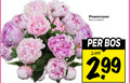 klik op dit plaatje voor een vergroting en voor vergelijkbare aanbiedingen gerelateerd aan ` pioenrozen 5 bos stelen 3.99 ` pioenrozen 5 bos stelen 3.99