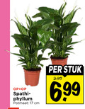 klik op dit plaatje voor een vergroting en voor vergelijkbare aanbiedingen gerelateerd aan ` kamerplanten 17 potmaat cm stuk 6 99 ` kamerplanten 17 potmaat cm stuk 6 99