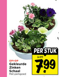 klik op dit plaatje voor een vergroting en voor vergelijkbare aanbiedingen gerelateerd aan ` perkplanten gekleurde zinken schaal perkgoed stuk ` perkplanten gekleurde zinken schaal perkgoed stuk