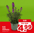 klik op dit plaatje voor een vergroting en voor vergelijkbare aanbiedingen gerelateerd aan ` tuinplanten 17 vaste potmaat cm stuk ` tuinplanten 17 vaste potmaat cm stuk
