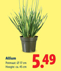 klik op dit plaatje voor een vergroting en voor vergelijkbare aanbiedingen gerelateerd aan ` tuinplanten 17 45 allium potmaat cm hoogte ca. ` tuinplanten 17 45 allium potmaat cm hoogte ca.