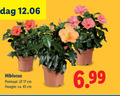 klik op dit plaatje voor een vergroting en voor vergelijkbare aanbiedingen gerelateerd aan ` tuinhibiscus 17 45 hibiscus potmaat cm hoogte ca. ` tuinhibiscus 17 45 hibiscus potmaat cm hoogte ca.