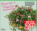 klik op dit plaatje voor een vergroting en voor vergelijkbare aanbiedingen gerelateerd aan ` tuinplanten 17 bloemen planten kwekers seizoen kweker nolina potmaat cm stuk ` tuinplanten 17 bloemen planten kwekers seizoen kweker nolina potmaat cm stuk