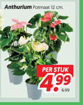 klik op dit plaatje voor een vergroting en voor vergelijkbare aanbiedingen gerelateerd aan ` anthurium 12 potmaat cm stuk ` anthurium 12 potmaat cm stuk