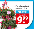 klik op dit plaatje voor een vergroting en voor vergelijkbare aanbiedingen gerelateerd aan ` tuinplanten 25 lips plant potmaat cm stuk ` tuinplanten 25 lips plant potmaat cm stuk