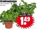 klik op dit plaatje voor een vergroting en voor vergelijkbare aanbiedingen gerelateerd aan ` kruidenplanten pot 14 ` kruidenplanten pot 14