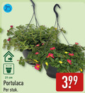 klik op dit plaatje voor een vergroting en voor vergelijkbare aanbiedingen gerelateerd aan ` portulaca cm stuk ` portulaca cm stuk