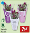 klik op dit plaatje voor een vergroting en voor vergelijkbare aanbiedingen gerelateerd aan ` tuinplanten 12 lips cm celosia stuk ` tuinplanten 12 lips cm celosia stuk