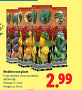 klik op dit plaatje voor een vergroting en voor vergelijkbare aanbiedingen gerelateerd aan ` tuinplanten 9 30 fruit sadie ficus citrus olea limon europaea quality mediterrane plant mandarijn olijf vijg potmaat cm hoogte ca. ` tuinplanten 9 30 fruit sadie ficus citrus olea limon europaea quality mediterrane plant mandarijn olijf vijg potmaat cm hoogte ca.