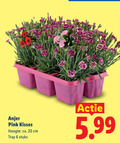 klik op dit plaatje voor een vergroting en voor vergelijkbare aanbiedingen gerelateerd aan ` anjerplanten 6 20 anjer pink kisses hoogte ca. cm tray stuks 5.99 ` anjerplanten 6 20 anjer pink kisses hoogte ca. cm tray stuks 5.99