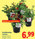 klik op dit plaatje voor een vergroting en voor vergelijkbare aanbiedingen gerelateerd aan ` tuinplanten 45 go border you smell good grootbloemige trosroos potmaat cm hoogte ca. ` tuinplanten 45 go border you smell good grootbloemige trosroos potmaat cm hoogte ca.