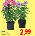 klik op dit plaatje voor een vergroting en voor vergelijkbare aanbiedingen gerelateerd aan ` tuinplanten 13 32 phlox potmaat cm hoogte ca. ` tuinplanten 13 32 phlox potmaat cm hoogte ca.