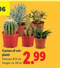 klik op dit plaatje voor een vergroting en voor vergelijkbare aanbiedingen gerelateerd aan ` vetplant cactus 12 20 vet plant potmaat cm hoogte ca. ` vetplant cactus 12 20 vet plant potmaat cm hoogte ca.