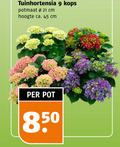 klik op dit plaatje voor een vergroting en voor vergelijkbare aanbiedingen gerelateerd aan ` tuinhortensia 9 45 potmaat cm hoogte ca. pot ` tuinhortensia 9 45 potmaat cm hoogte ca. pot