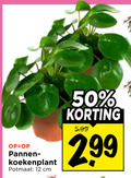 klik op dit plaatje voor een vergroting en voor vergelijkbare aanbiedingen gerelateerd aan ` kamerplanten 12 50 pannen potmaat cm 5.99 ` kamerplanten 12 50 pannen potmaat cm 5.99