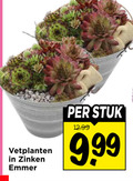 klik op dit plaatje voor een vergroting en voor vergelijkbare aanbiedingen gerelateerd aan ` vetplant vetplanten zinken emmer stuk ` vetplant vetplanten zinken emmer stuk