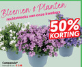 klik op dit plaatje voor een vergroting en voor vergelijkbare aanbiedingen gerelateerd aan ` campanula 15 50 bloemen planten kwekers potmaat cm ` campanula 15 50 bloemen planten kwekers potmaat cm