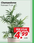 klik op dit plaatje voor een vergroting en voor vergelijkbare aanbiedingen gerelateerd aan ` kamerplanten 17 chamaedorea potmaat cm stuk ` kamerplanten 17 chamaedorea potmaat cm stuk