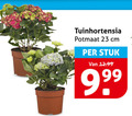 klik op dit plaatje voor een vergroting en voor vergelijkbare aanbiedingen gerelateerd aan ` tuinhortensia 23 potmaat cm stuk ` tuinhortensia 23 potmaat cm stuk