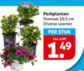 klik op dit plaatje voor een vergroting en voor vergelijkbare aanbiedingen gerelateerd aan ` perkplanten potmaat cm soorten stuk ` perkplanten potmaat cm soorten stuk