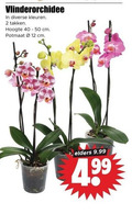 klik op dit plaatje voor een vergroting en voor vergelijkbare aanbiedingen gerelateerd aan ` orchidee 2 4 12 vlinderorchidee kleuren takken hoogte cm potmaat elders ` orchidee 2 4 12 vlinderorchidee kleuren takken hoogte cm potmaat elders
