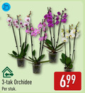 klik op dit plaatje voor een vergroting en voor vergelijkbare aanbiedingen gerelateerd aan ` orchidee 3 tak stuk ` orchidee 3 tak stuk