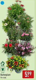 klik op dit plaatje voor een vergroting en voor vergelijkbare aanbiedingen gerelateerd aan ` tuinplanten 13 cm buitenplant stuk ` tuinplanten 13 cm buitenplant stuk