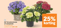 klik op dit plaatje voor een vergroting en voor vergelijkbare aanbiedingen gerelateerd aan ` tuinhortensia 25 terrashortensia campanula varieeren ` tuinhortensia 25 terrashortensia campanula varieeren