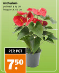 klik op dit plaatje voor een vergroting en voor vergelijkbare aanbiedingen gerelateerd aan ` 14 50 750 anthurium potmaat cm hoogte ca. pot ` 14 50 750 anthurium potmaat cm hoogte ca. pot